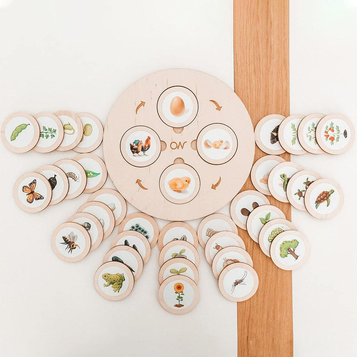 Life Cycle Learning Toy with Wooden Board and Stickers