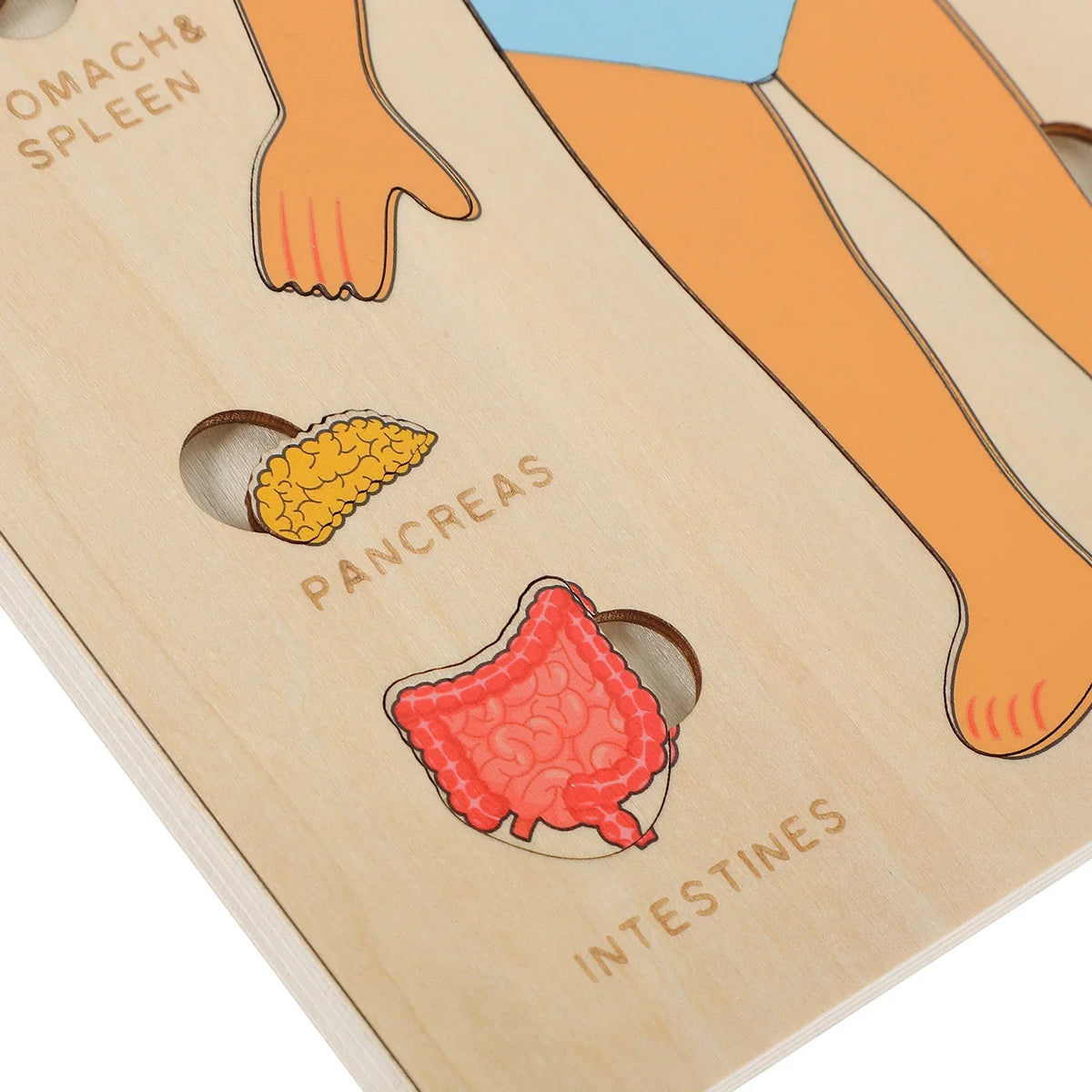 Human Body Puzzle, Wooden Educational Anatomy Toy