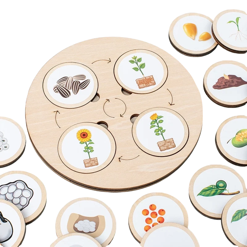 Life Cycle Learning Toy with Wooden Board and Stickers