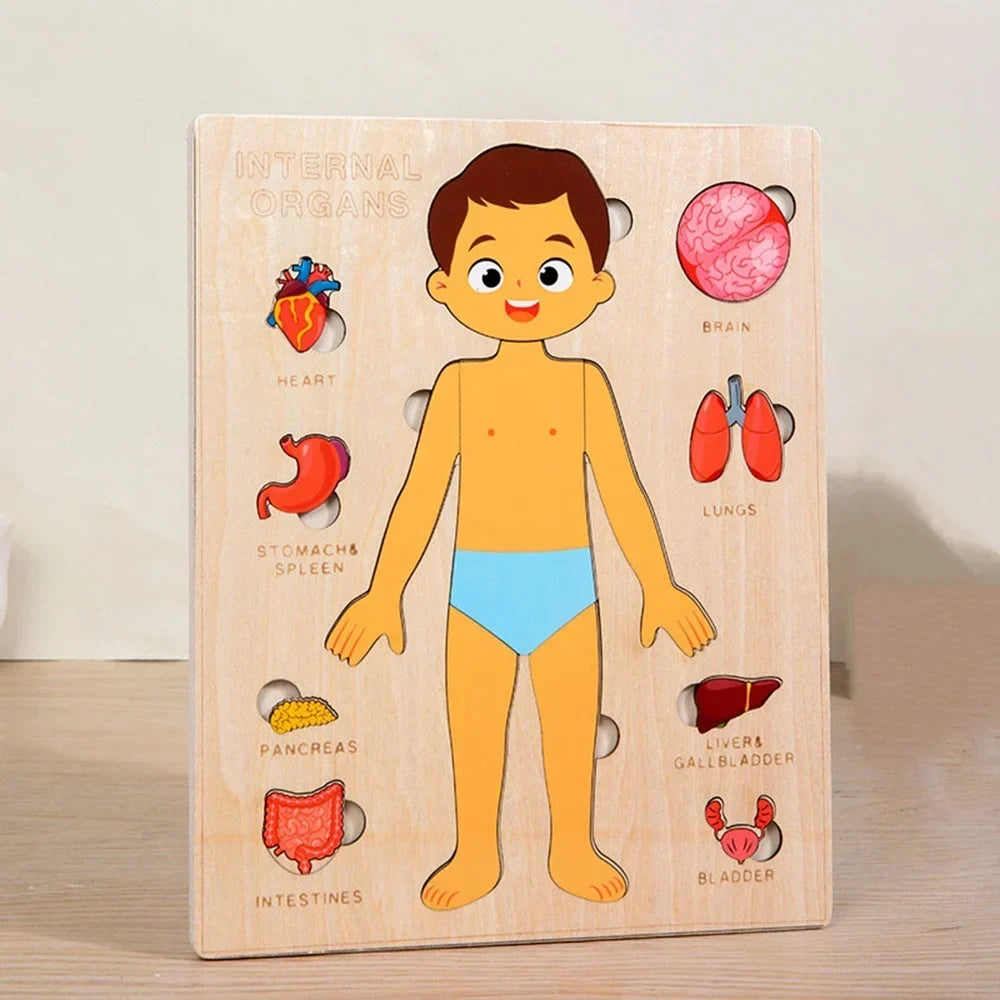Human Body Puzzle, Wooden Educational Anatomy Toy