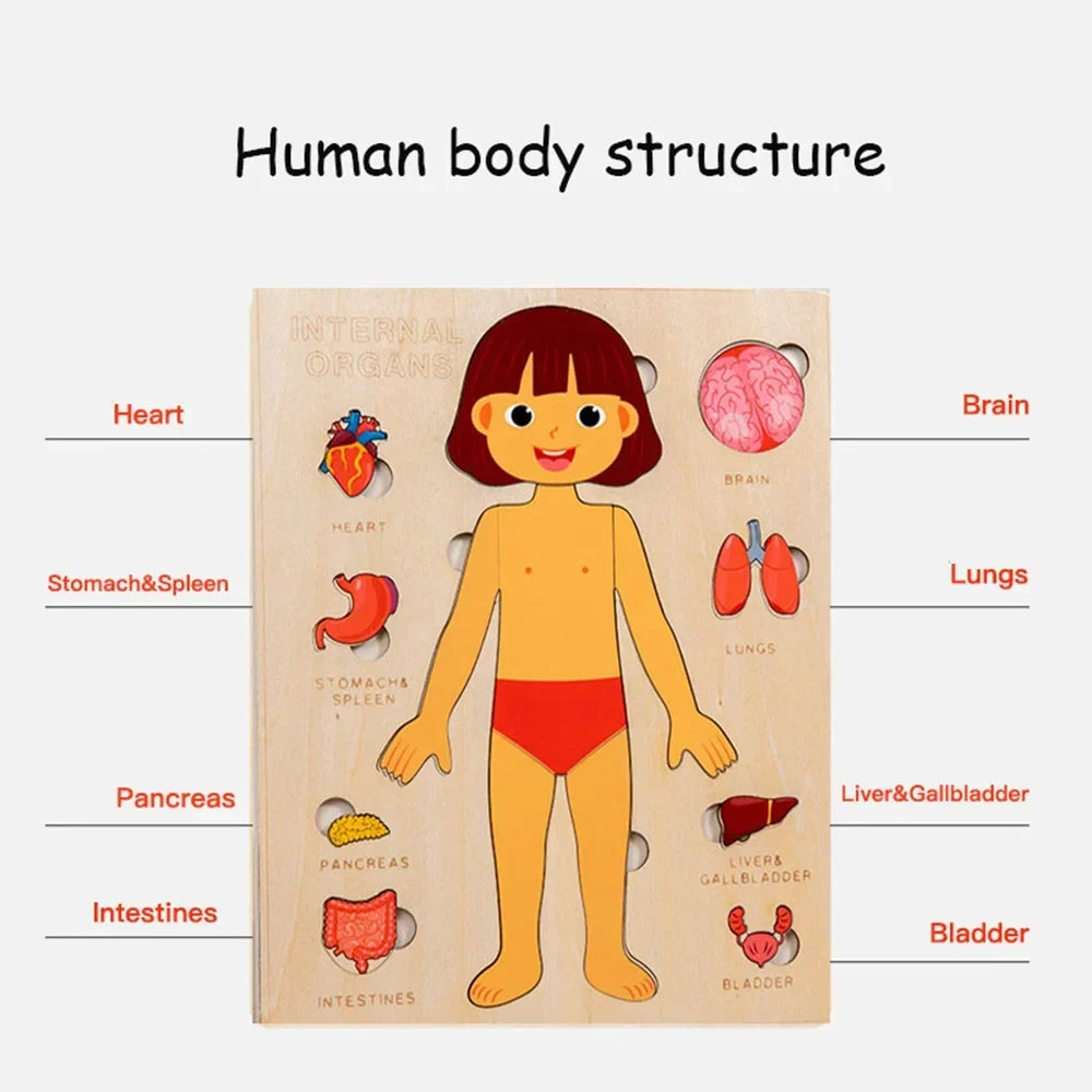 Human Body Puzzle, Wooden Educational Anatomy Toy