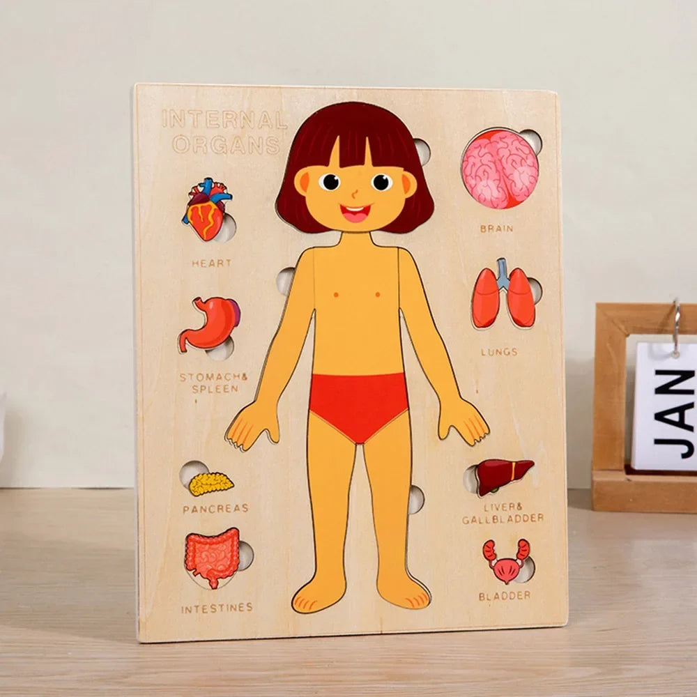 Human Body Puzzle, Wooden Educational Anatomy Toy
