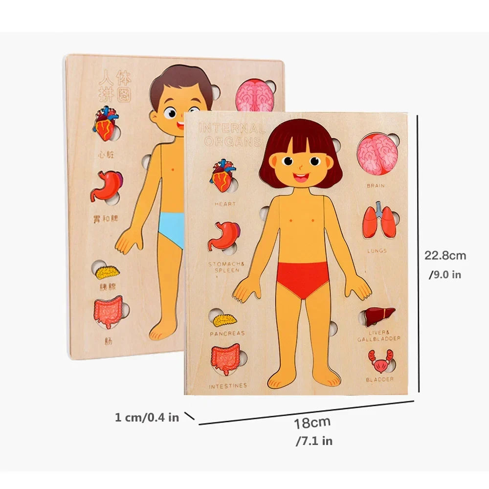 Human Body Puzzle, Wooden Educational Anatomy Toy