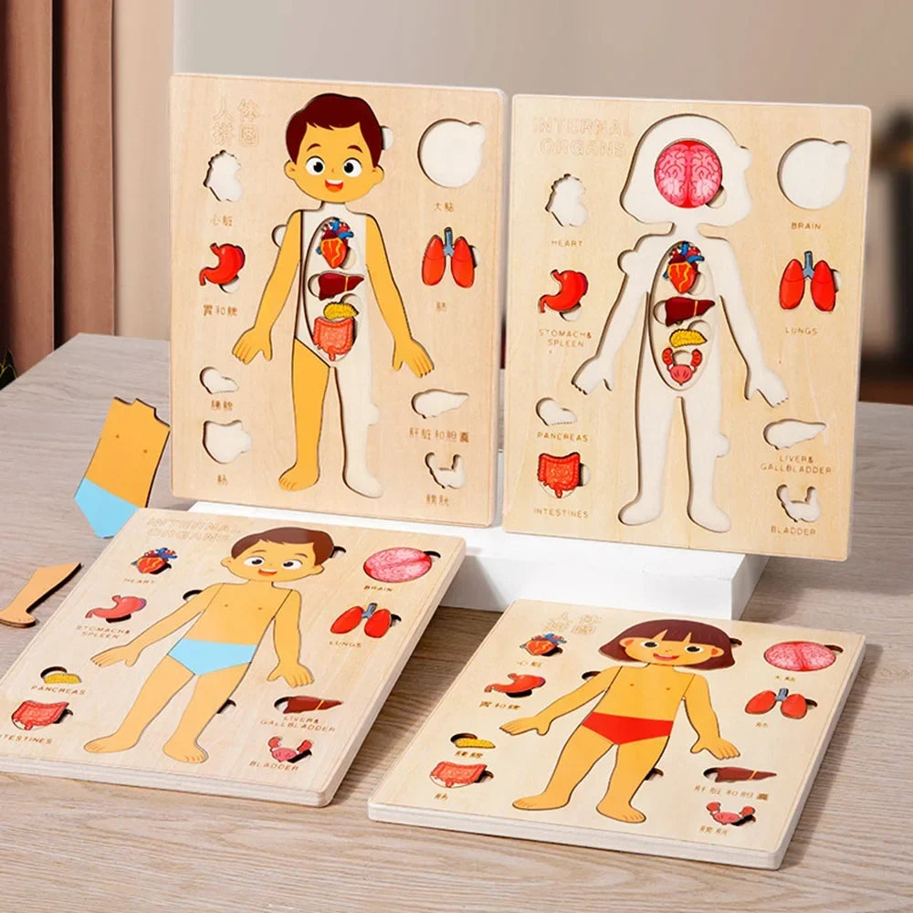 Human Body Puzzle, Wooden Educational Anatomy Toy