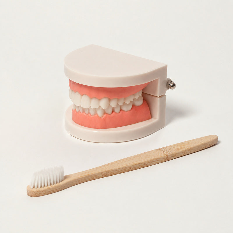 Dental Teaching Model with Toothbrush for Hygiene Learning