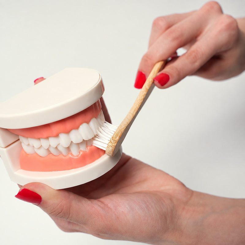 Dental Teaching Model with Toothbrush for Hygiene Learning