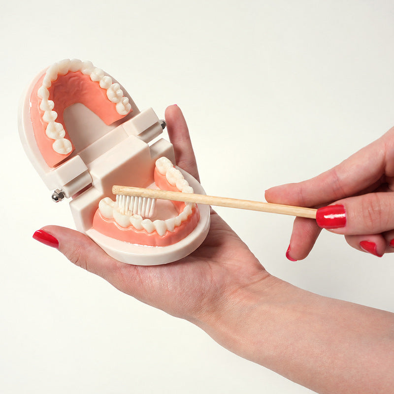 Dental Teaching Model with Toothbrush for Hygiene Learning