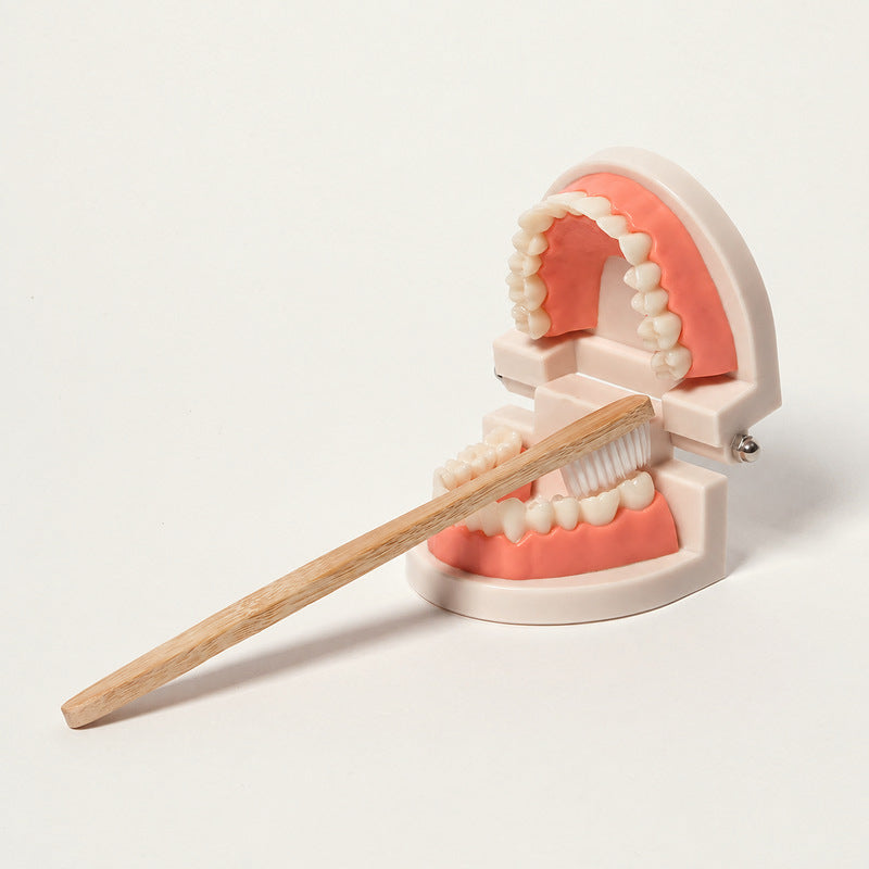 Dental Teaching Model with Toothbrush for Hygiene Learning