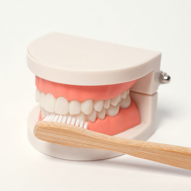 Dental Teaching Model with Toothbrush for Hygiene Learning