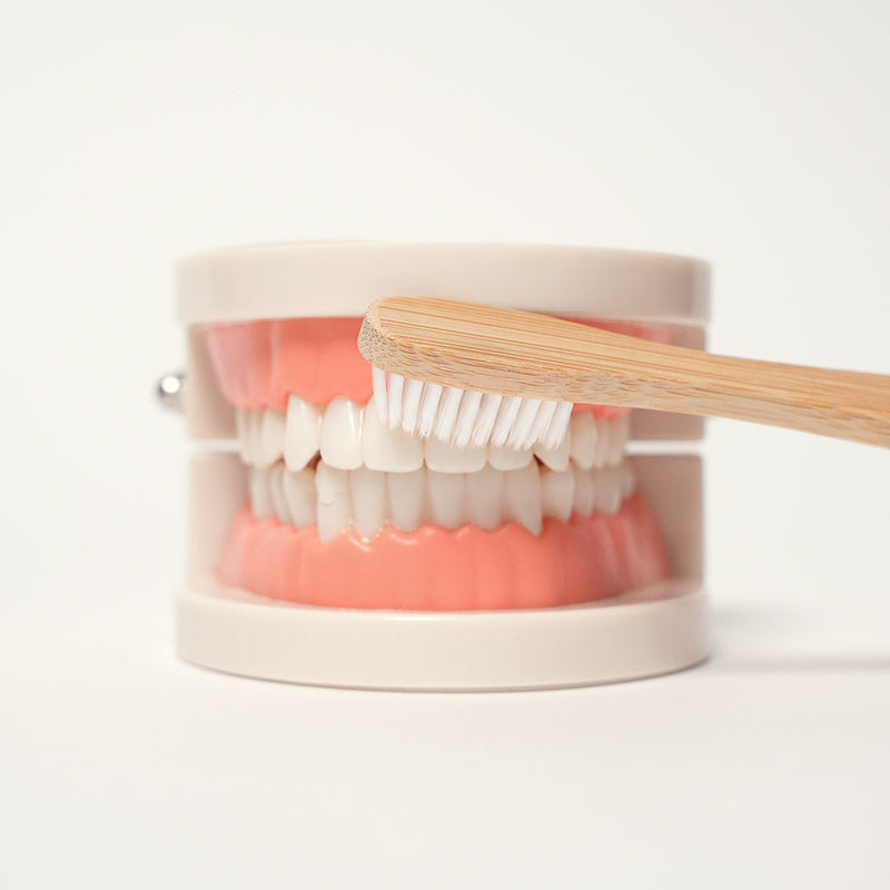 Dental Teaching Model with Toothbrush for Hygiene Learning