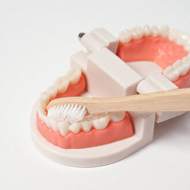 Dental Teaching Model with Toothbrush for Hygiene Learning