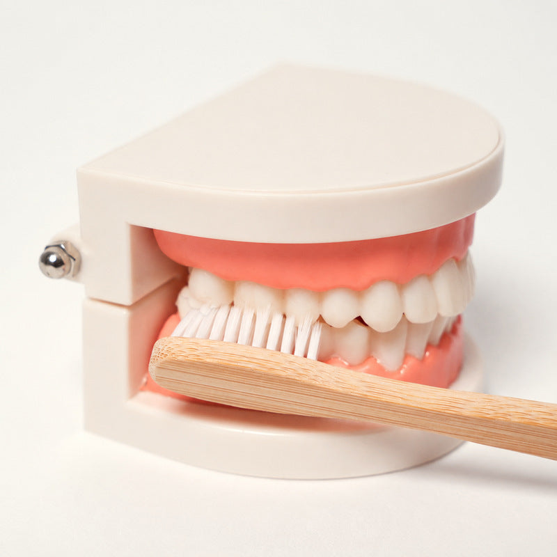 Dental Teaching Model with Toothbrush for Hygiene Learning