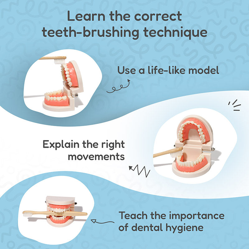 Dental Teaching Model with Toothbrush for Hygiene Learning