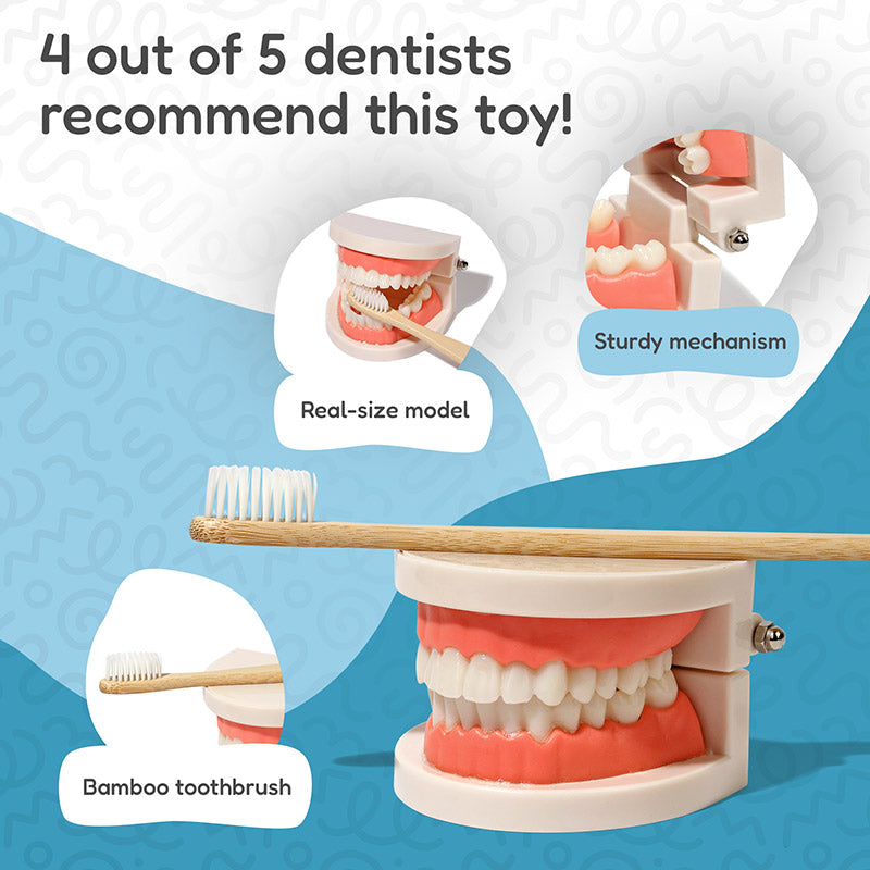 Dental Teaching Model with Toothbrush for Hygiene Learning