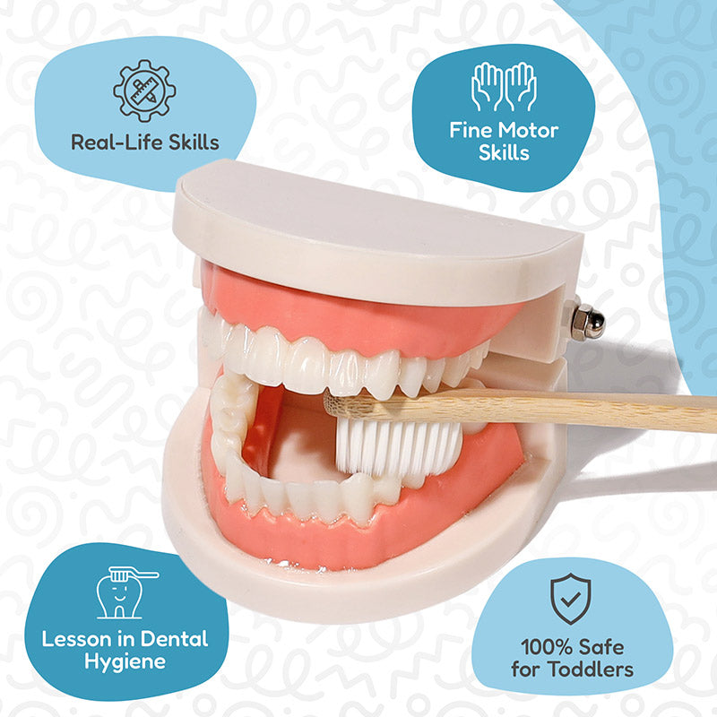 Dental Teaching Model with Toothbrush for Hygiene Learning