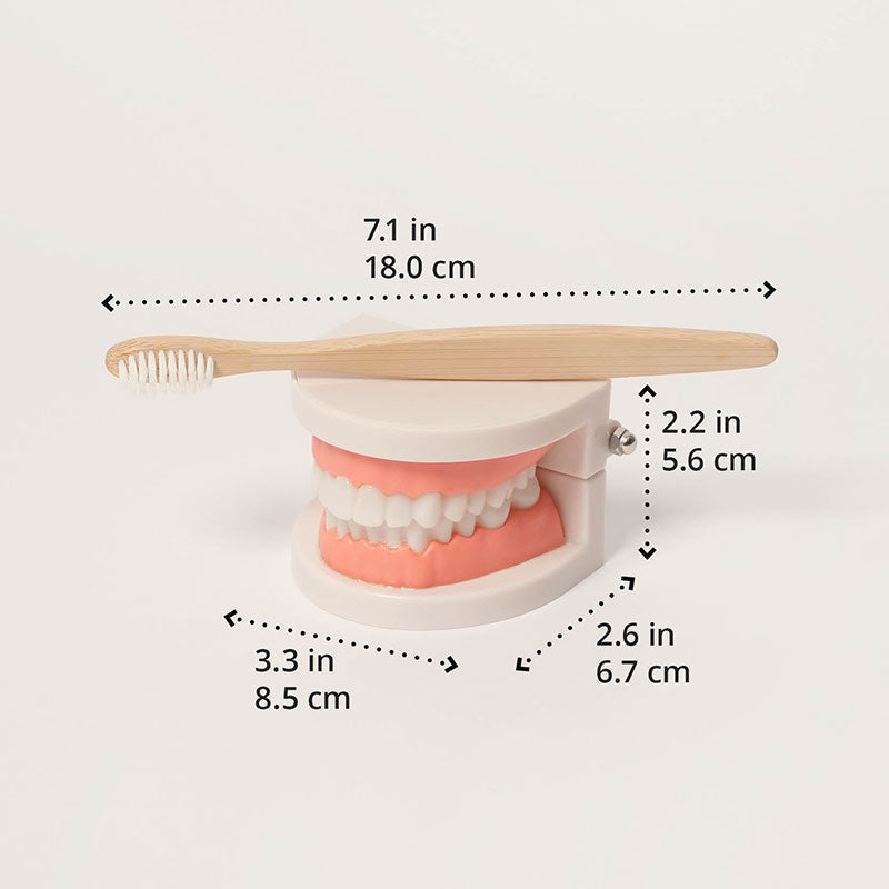 Dental Teaching Model with Toothbrush for Hygiene Learning