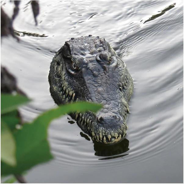 Remote Control Crocodile Head for Pool and Pond