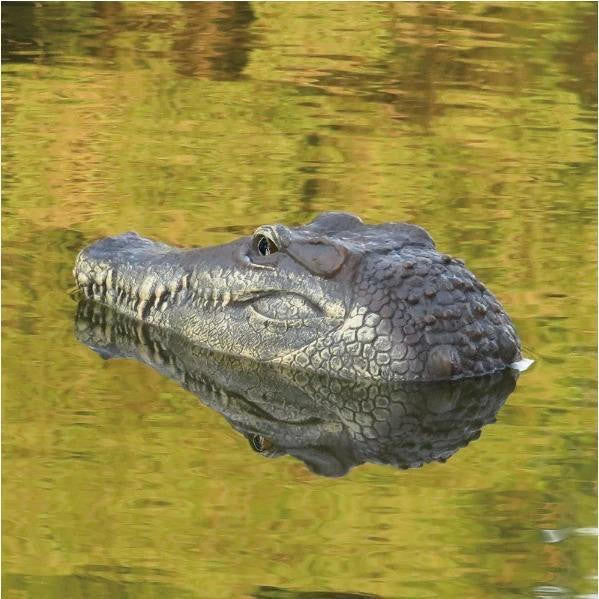 Remote Control Crocodile Head for Pool and Pond